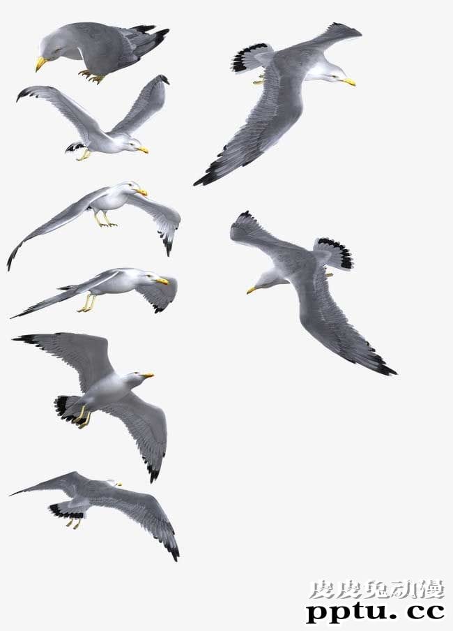 动漫插画海鸥